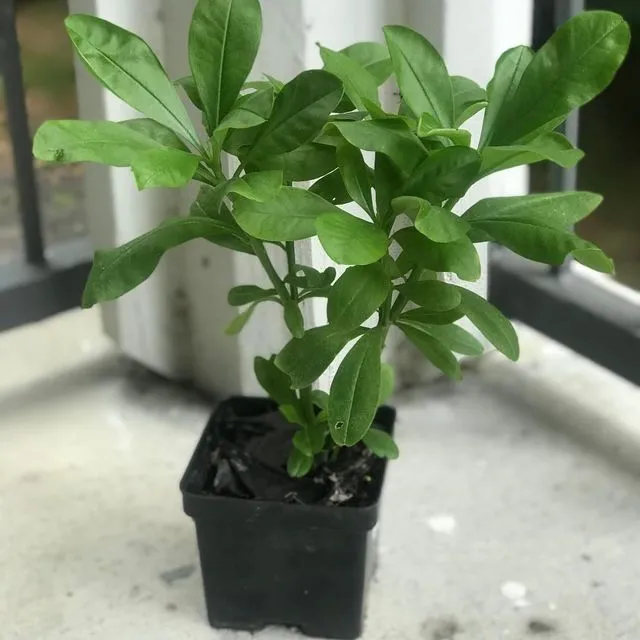 thumbnail for publication: Waterleaf, a Potential Leafy Vegetable for Florida